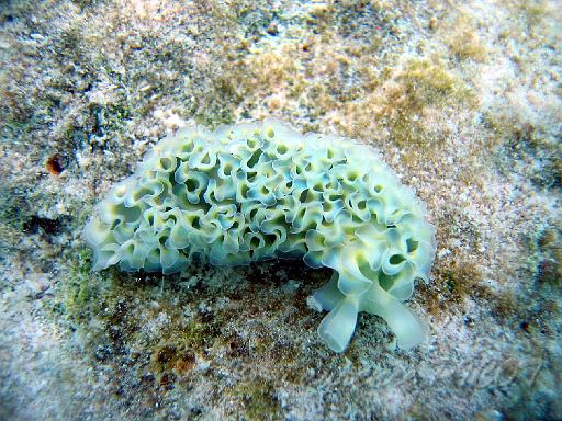limace de mer frisée - Tridachia crispata.JPG - Caraïbes - Bonaire - antilles néerlandaises